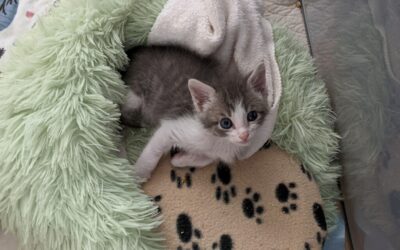 Izzy the Kitten Needs your Help!