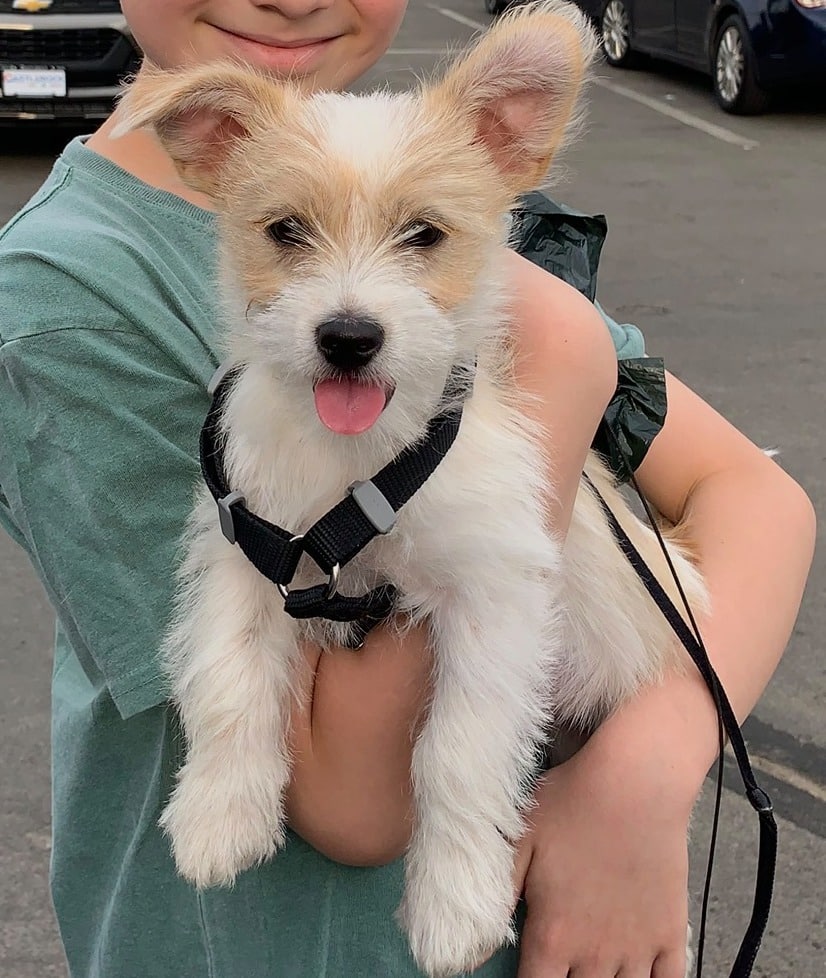 Jax Animal Rescue of the Rockies