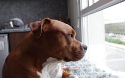 How to Ease Separation Anxiety in Dogs