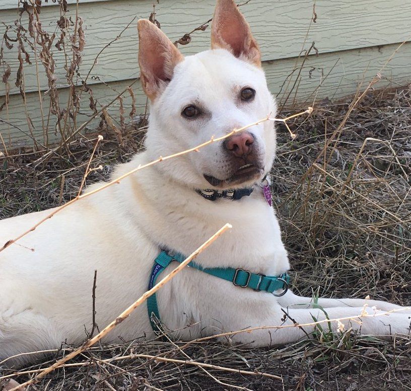 Lobo - Animal Rescue Of The Rockies