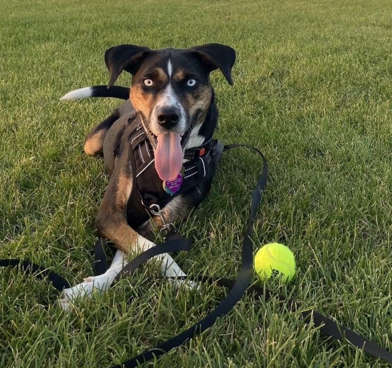 Breed Identification, Labels, and Perceptions