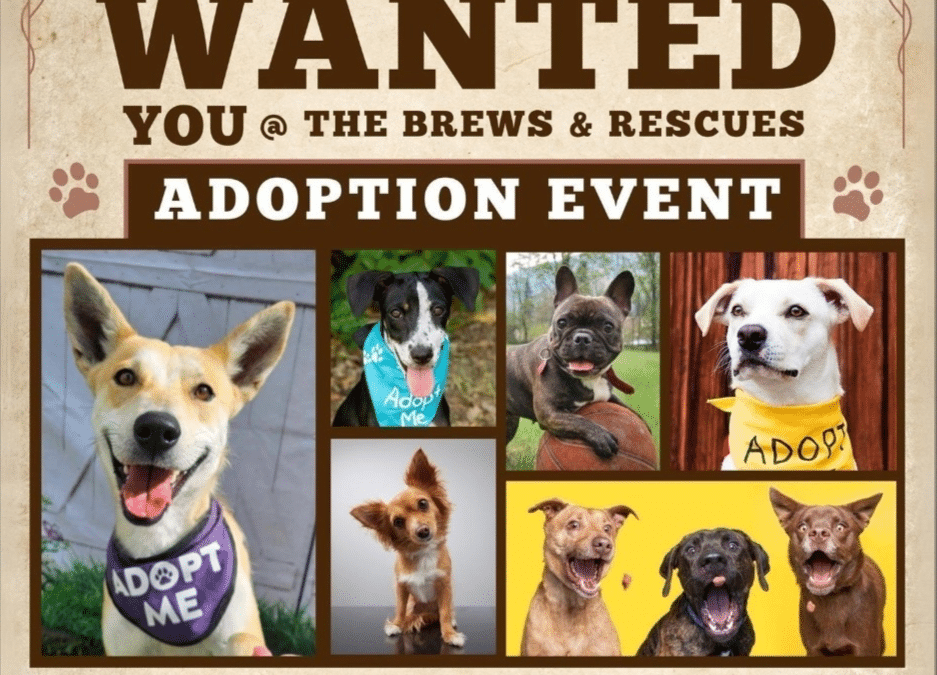 Brews & Rescues ARR Adoption Event – Monkey Barrel Denver