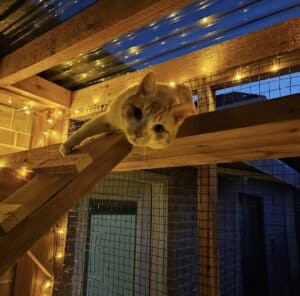 White and orange cat looking at the camera from inside a shelf in a screened in wooden catio enclosure with fairy lights