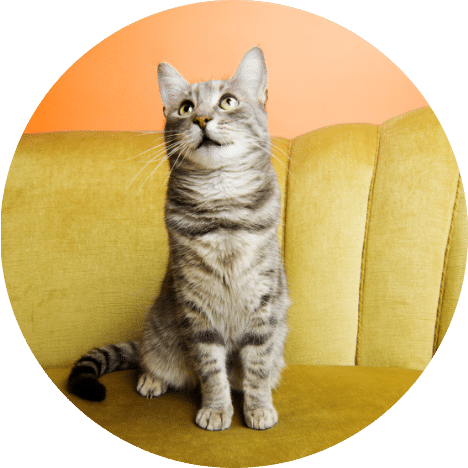 Adoptable Kitty On Couch