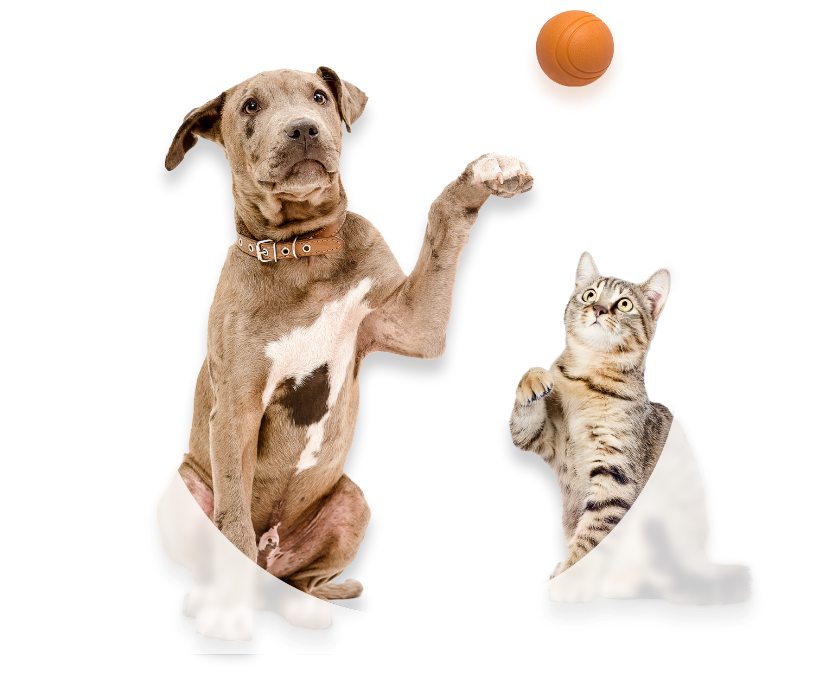 Big Pup and Kitty with Ball