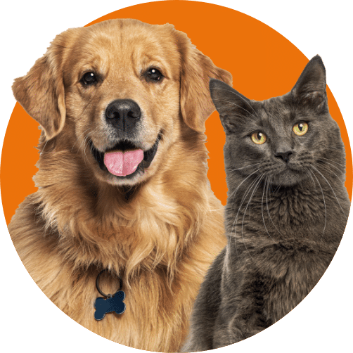 Adoptable Golden Retriever and Gray Cat