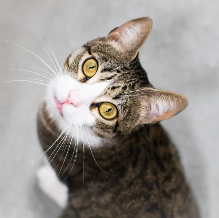 Best Rescue in Colorado