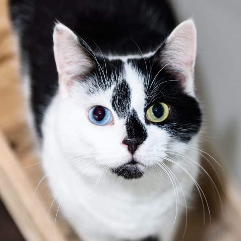Urine Marking in Cats