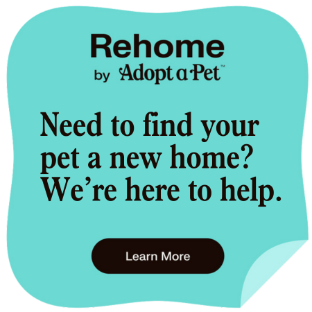 rehome - adopt-a-pet